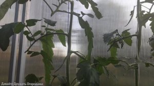 Томат Шен Фас Аха. Красивый, урожайный помидор #томат #помидор #сорт #семена