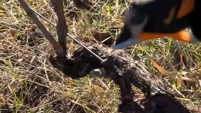 Akumulatorske Električne Škare PELLENC VINION 150