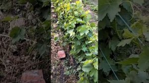 Виноград  Кишмиши : Тимпсон, Аватар, Рататуй, Арарат, Ленд Крузер, Шарлотта, Ламборджини