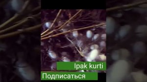 Ipak kurti oq oltin. Ипак курти ок олтин.