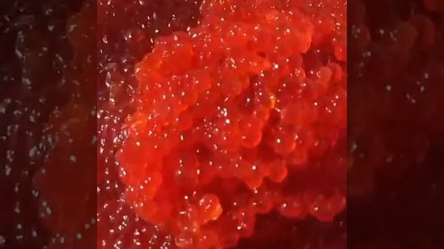 Икра Красная! Томск! Северск! ИКРА КИЖУЧА! КАМЧАТКА! КРАБЫ! ЖИВЫЕ РАКИ! КРЕВЕТКИ! СЕМГА. IKRA70.RU смотреть онлайн