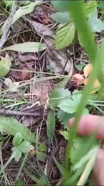Бабочка бражника.Колибри в подмосковье.