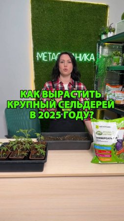 Как вырастить крупный сельдерей в 2025 году