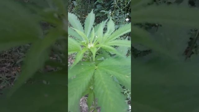 АУТ Жизнь ростихам. Детям по месяцу уже прут😎 смотреть онлайн