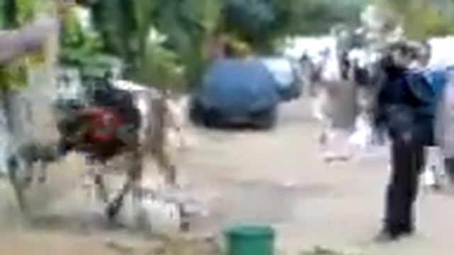 Бык с Кавказм vs Простой Человек.3gp смотреть онлайн