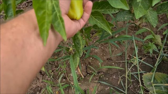 шашлычок под коньячок с овощами гриль смотреть онлайн