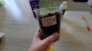 мой первый опыт выращивания лука эксибишен