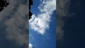 2 ) - Бакинские голуби и иранские голуби из Туркменистана!!!