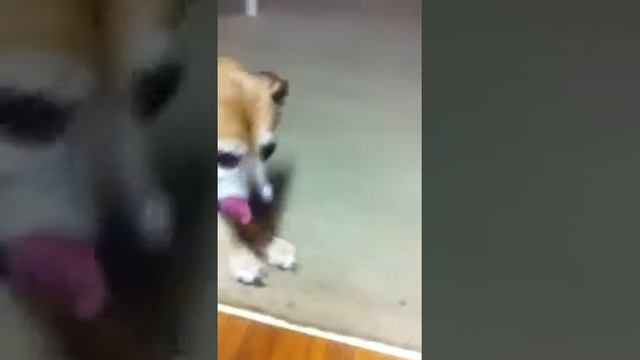 Dog Eats Chips смотреть онлайн