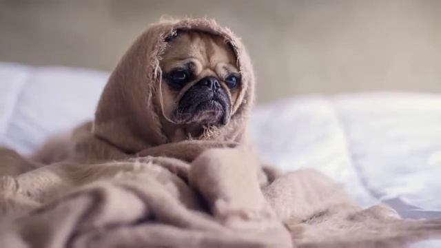 собаки такие разные смотреть онлайн