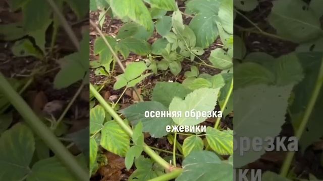 Обрезка ежевики