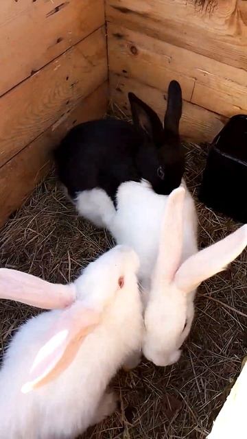 Кролики. Молодой, да ранний.#кролики_разведение #кролики_содержание #кролик #animals #cute  #rabbits