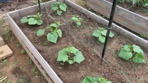 ПРЕОБРАЖЕНИЕ УЧАСТКА// ДЕЛАЕМ ДОРОЖКИ// МЕДКОМИССИЯ ТИМУРА// ГОТОВИМ ЛАГМАН// ПОКУПКИ С ВБ