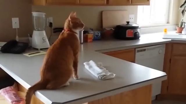 Funny Cats Video Забавные кошки Прикольные видео с котами смотреть онлайн