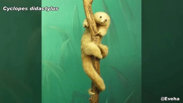 ORIGEM e EVOLUÇÃO dos TAMANDUÁS (Vermilingua) смотреть онлайн