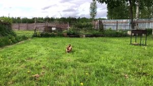 Орхидея Петербургская