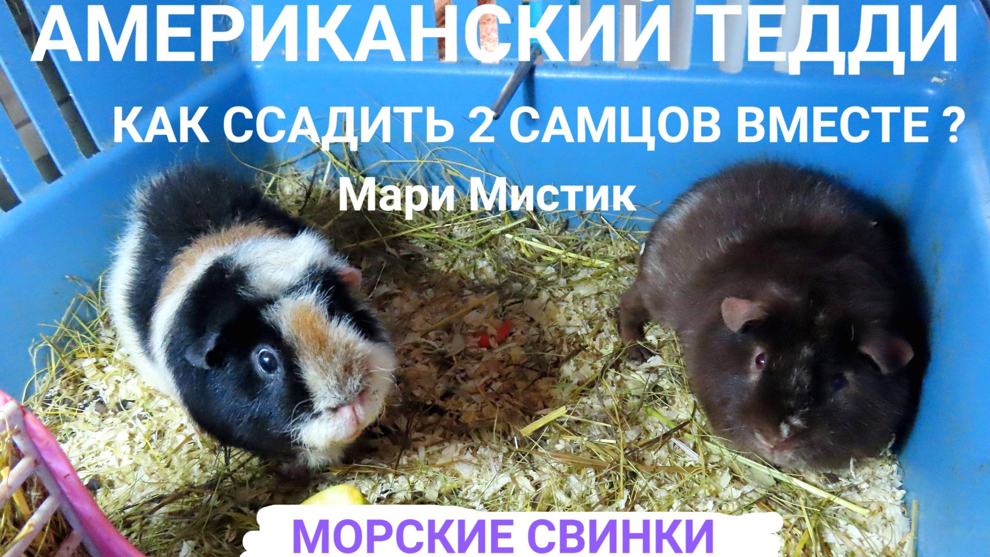 Часть № 1 НАЧАЛО #Как_ССАДИТЬ_двух_САМЦОВ_вместе 31/03/25 #морские_свинки #американский_тедди_свинка