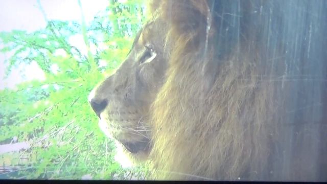 "The Cats" part 4,-- 55 min смотреть онлайн