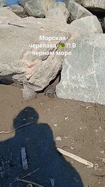 морская черепаха 🐢 в черном море!? смотреть онлайн