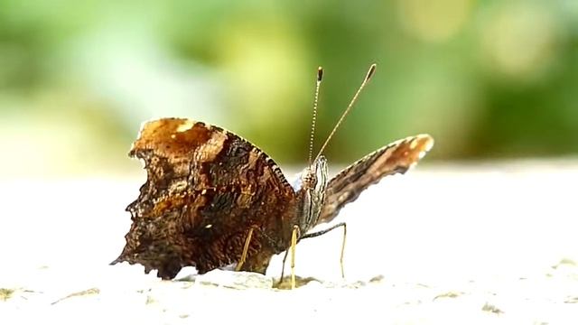 琉璃蛺蝶 Kaniska canace ?? смотреть онлайн