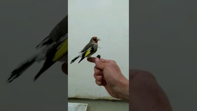 Седоголовый щегол. смотреть онлайн