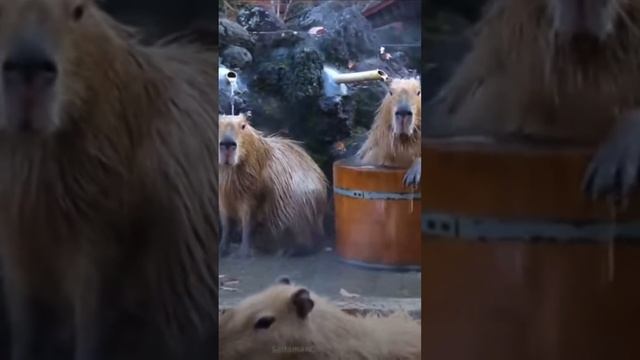 #capybara #capybara #capybara #capybara #capybara #capybara ok I pull up смотреть онлайн
