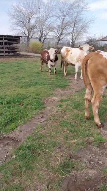 бык на племя смотреть онлайн