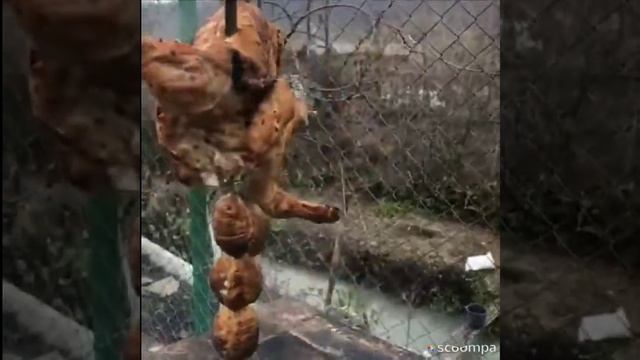 Сочная курица в тандыре. смотреть онлайн