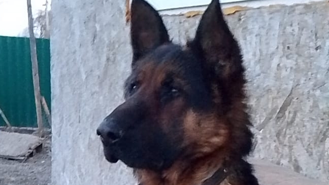 Собака немецкая овчарка 🐕