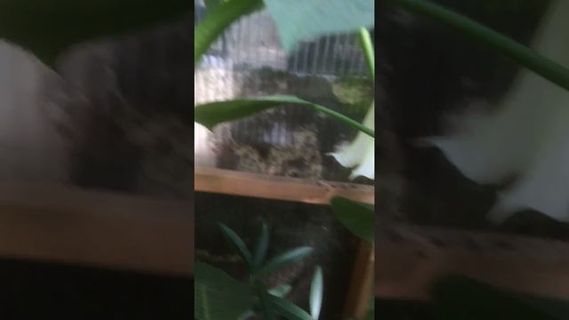 002 Бругмансия --- г Выкса --- саит супер-огород7910 орг тел 8-906-351-1000 смотреть онлайн