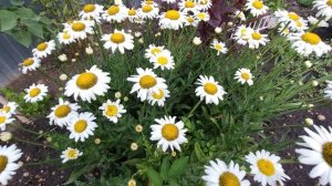 ✨️Цветы в моем саду 🌺Весенний дождь 🌧