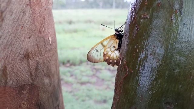 celephane butterfly wings смотреть онлайн