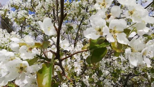 В Анкаре очень красивые весенние цветы смотреть онлайн