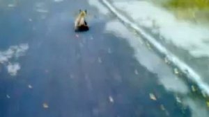собака на скейте