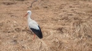 АИСТ ВООБЩЕ НЕ БОИТСЯ МЕНЯ