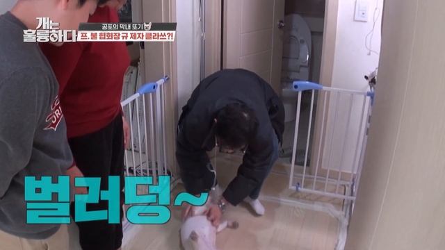 Everyone in the family has been bitten (Dogs are incredible) | KBS WORLD TV 210414