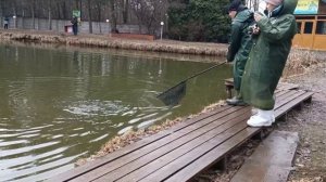 Голицыно Fish 1 апреля 2025