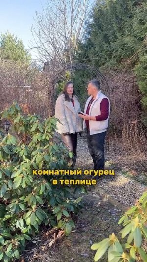 Комнатный огурец В ТЕПЛИЦЕ