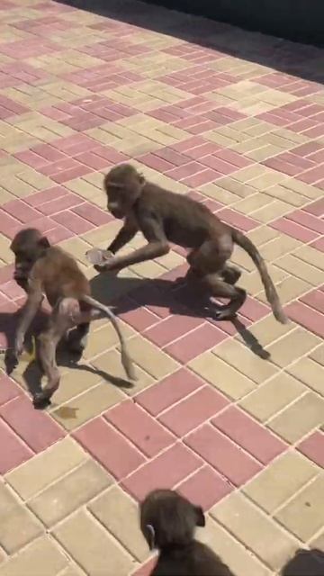 Парк Тайган,местная банда🐒 смотреть онлайн