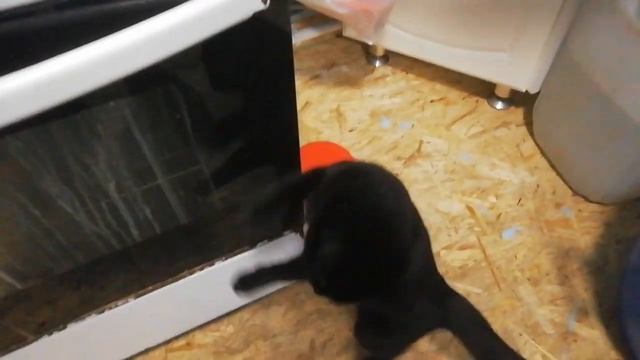 Кот на столе! смотреть онлайн