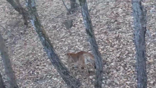 Игривый Пумка смотреть онлайн