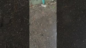 ЧП на грядках