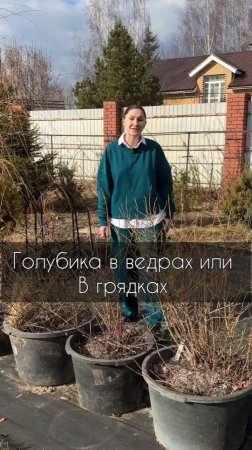 Голубика в ведрах или в грядках, что лучше?