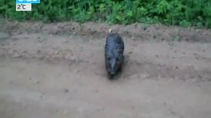 Бабер напал на человека