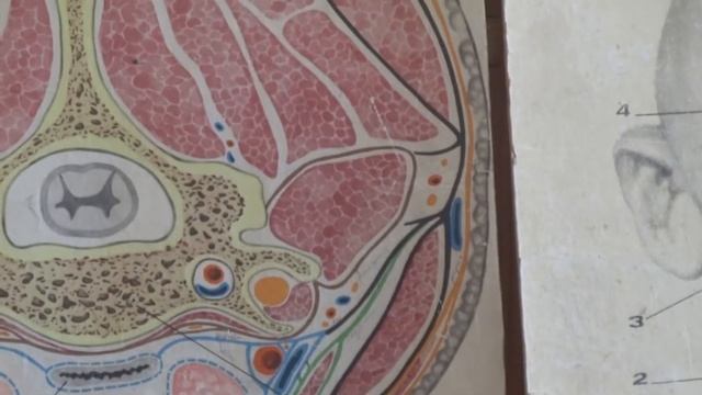 Топка Тема по шейным флегмомам смотреть онлайн