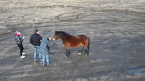 Конь гулял на воле (4K)