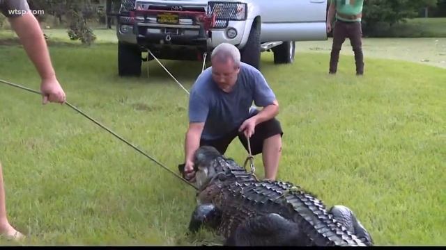 Here's how to stay safe when you live in alligator country смотреть онлайн