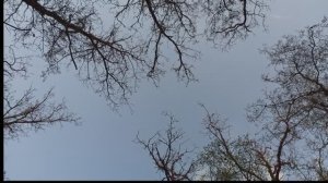 Живое пение птиц в  лесу, звуки природы, шум ветра