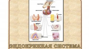ВИДЕОУРОК: АНАТОМИЯ ЭНДОКРИННОЙ СИСТЕМЫ