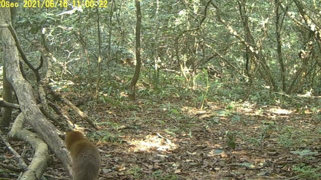 Slender Mongoose GNR2021 смотреть онлайн